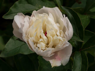 Lush Cream Peony Bloom with Delicate Petals