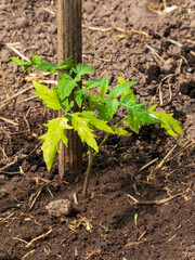 Young Tomato Plant Growing in Rich Soil