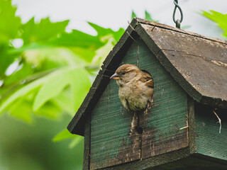 A cute sparrow in a bird's nest in the forest