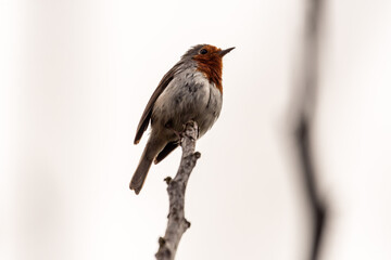 Erithacus rubecula pertenece a la familia de Muscicapidae.