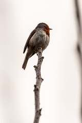 Erithacus rubecula pertenece a la familia de Muscicapidae.