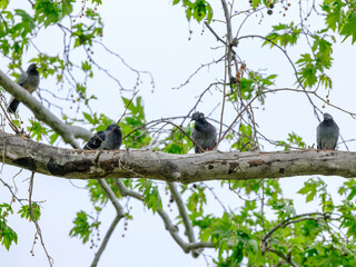 cute doves on tree branch
