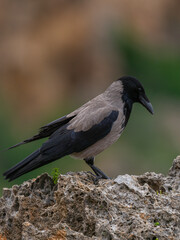 A lone crow in the forest