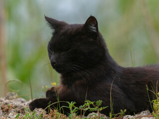 A beautiful black cat in the forest