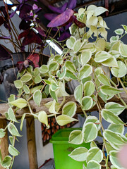 Photos of various plants in the flower garden in front of the house. Peperomia or terang bulan plant or mouse ear plant is a plant originating from Brazil. It has a soft, juicy stem and reaches 30 cm