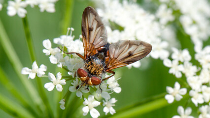 butterfly on a flower