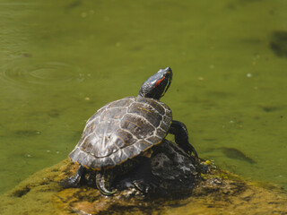 turtle on a rock in the pond