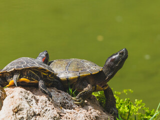 Turtles on a rock in the lake