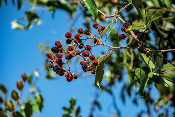 red berries on a branch