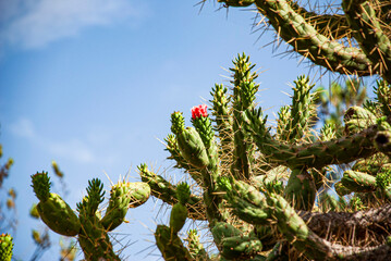 caterpillar on a branch