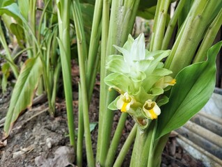 Obraz premium Turmeric flower (Curcuma longa) in outdoor garden, close up view 