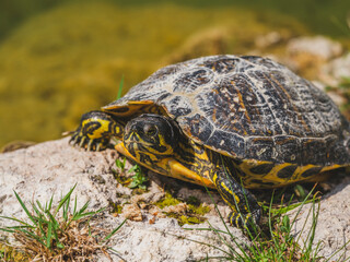 Obraz premium turtle on a rock in the pond