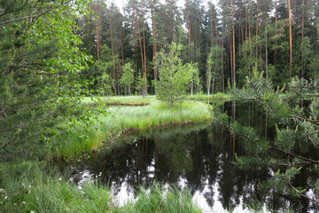 picturesque and quiet forest lake in summer in Russia