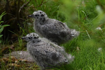 These are cute baby seagulls in nature in early summer.