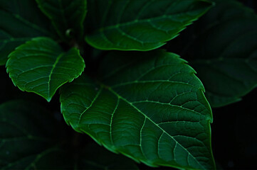 Close up of a plant with green leaves against a dark background.