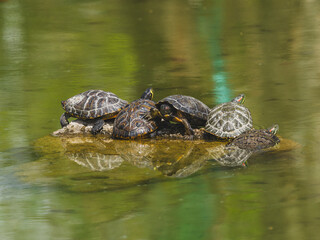 Turtles on a rock in the lake