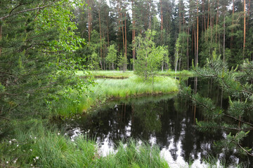 picturesque and quiet forest lake in summer in Russia