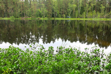 picturesque and quiet forest lake in summer in Russia