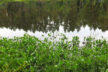 picturesque and quiet forest lake in summer in Russia