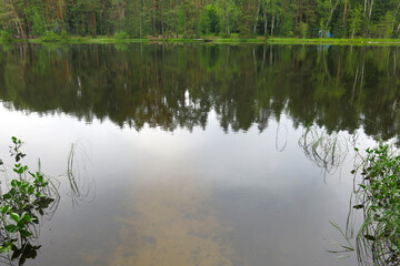 picturesque and quiet forest lake in summer in Russia