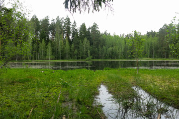 picturesque and quiet forest lake in summer in Russia