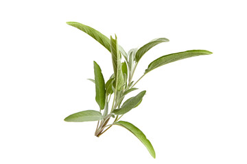 A vibrant stem of sage displaying elongated, soft green leaves. Perfect for cooking, herbal remedies, or botanical decor. Isolated on white background
