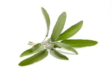 A fresh sage sprig with soft, vibrant green leaves, showcasing fine texture and natural elegance, isolated on a clean white background