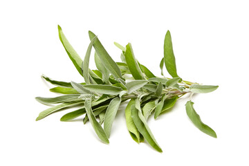 A vibrant bundle of fresh sage leaves with soft, textured foliage in shades of green, displayed on a white background. Perfect for culinary or herbal applications