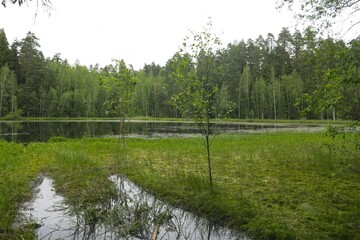 picturesque and quiet forest lake in summer in Russia