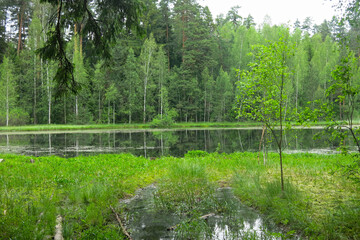 picturesque and quiet forest lake in summer in Russia