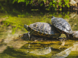 Turtles on a rock in the lake
