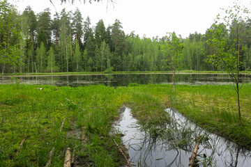 picturesque and quiet forest lake in summer in Russia