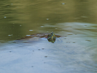 beautiful turtle in the lake