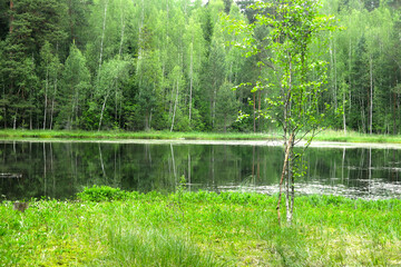 picturesque and quiet forest lake in summer in Russia