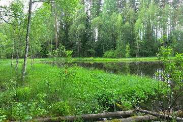 picturesque and quiet forest lake in summer in Russia