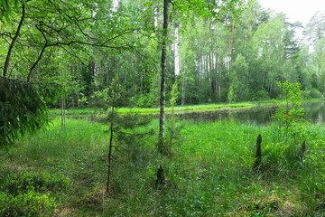 picturesque and quiet forest lake in summer in Russia