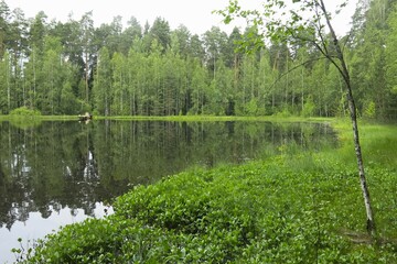 picturesque and quiet forest lake in summer in Russia