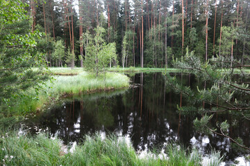 picturesque and quiet forest lake in summer in Russia