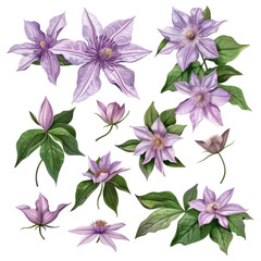 Elegant Clematis Flowers Isolated On White. Botanical Illustration For Design, Pattern, Or Decoration.