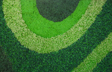 An abstract pattern of curving bands in various shades of green plants