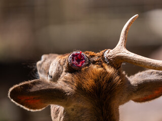 A deer shedding its antlers during the change of seasons