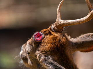 A deer shedding its antlers during the change of seasons