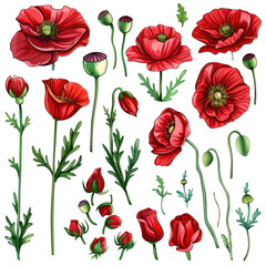 Red Poppy Flowers And Buds Isolated On White Background. Floral Botanical Illustration.