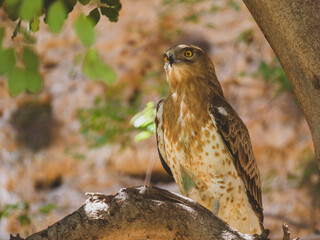 a beautiful falcon on a tree branch