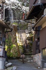 厳島の裏路地を行く鹿の親子