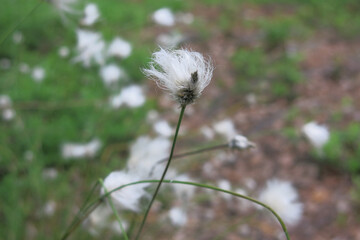 white flowers of the narrow-leaved fluff (Eriophorum angustifolium)