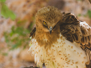 a beautiful falcon on a tree branch