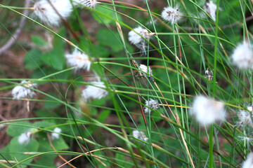 white flowers of the narrow-leaved fluff (Eriophorum angustifolium)