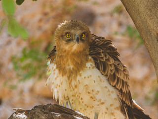 a beautiful falcon on a tree branch