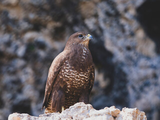 a beautiful falcon on the rock